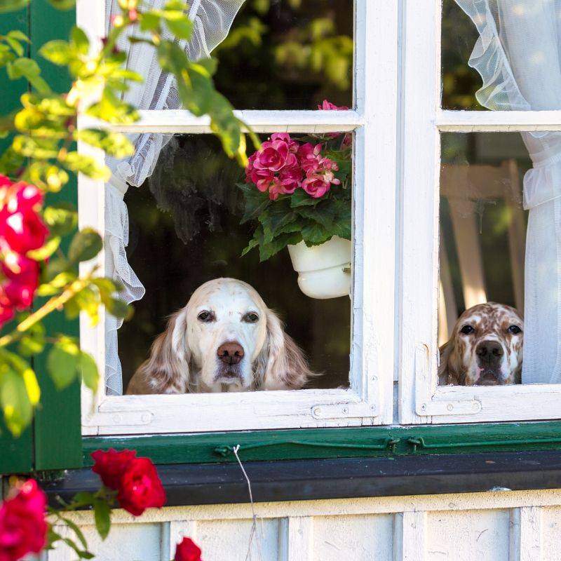 Hund alleine lassen üben - Tipps und Tricks - WaldiBello