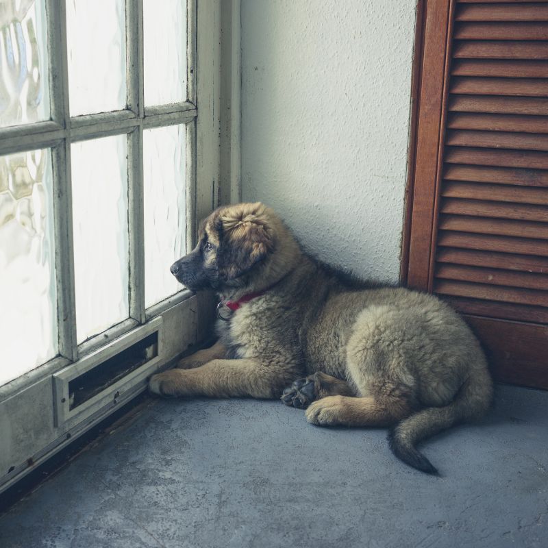 Hund alleine lassen üben - Tipps und Tricks - WaldiBello