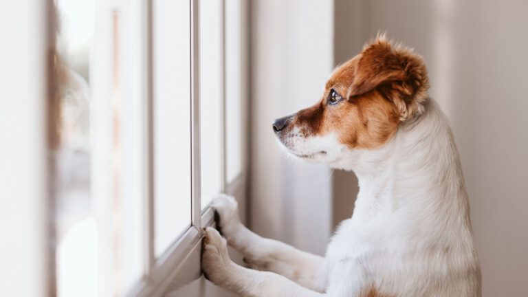 Hund alleine lassen üben - Tipps und Tricks - WaldiBello