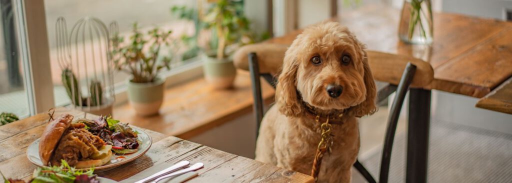 Hunde im Restaurant Tipps für eine stressfreie Erfahrung für alle_ - WaldiBello