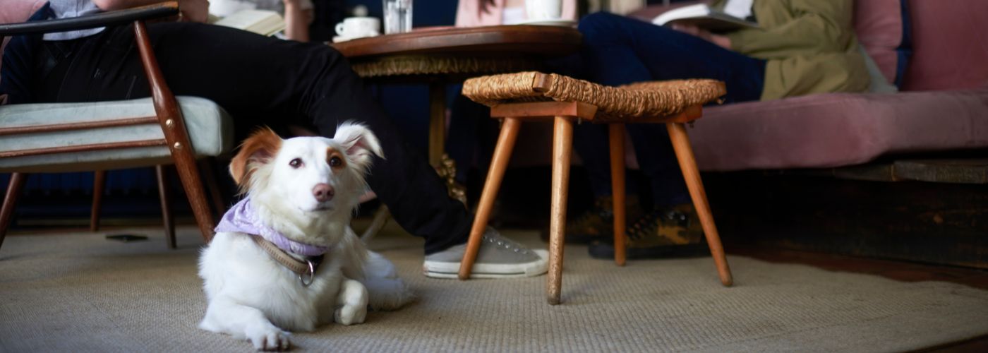 Hunde im Restaurant Tipps für eine stressfreie Erfahrung für alle_ - WaldiBello