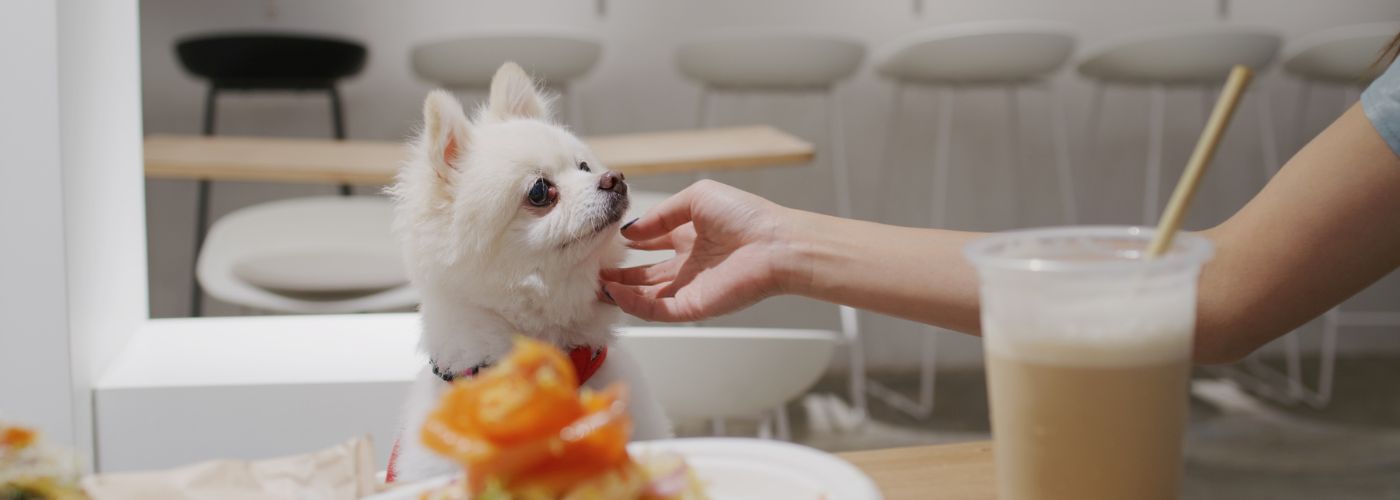 Hunde im Restaurant Tipps für eine stressfreie Erfahrung für alle_ - WaldiBello