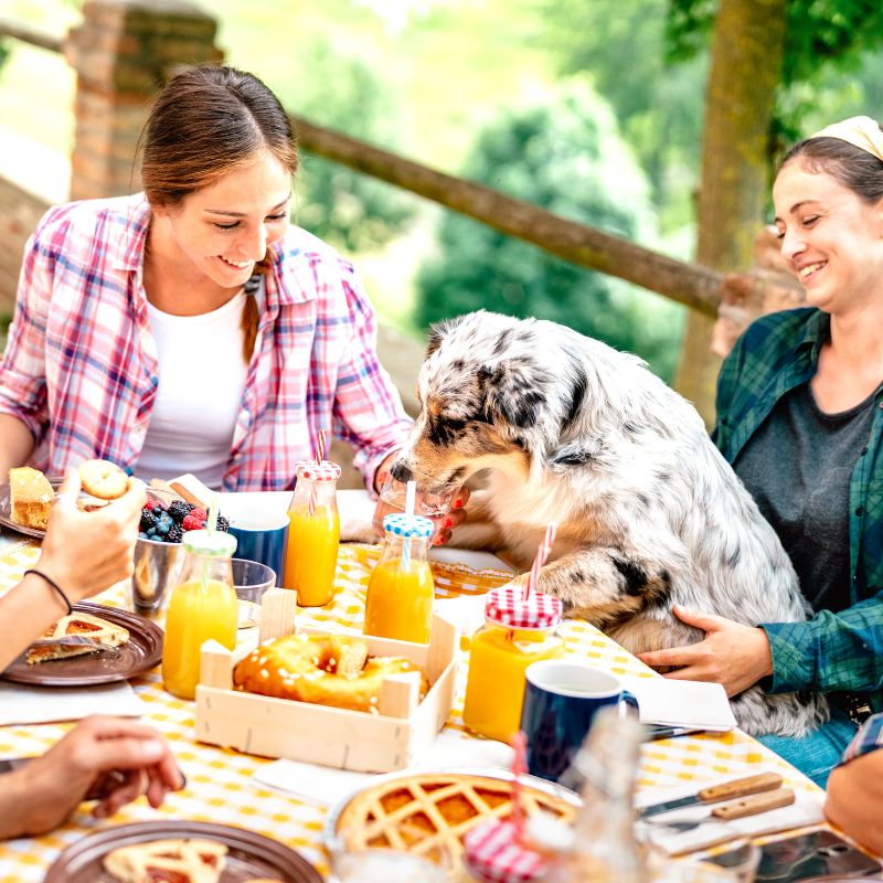 Hunde im Restaurant Tipps für eine stressfreie Erfahrung für alle_ - WaldiBello