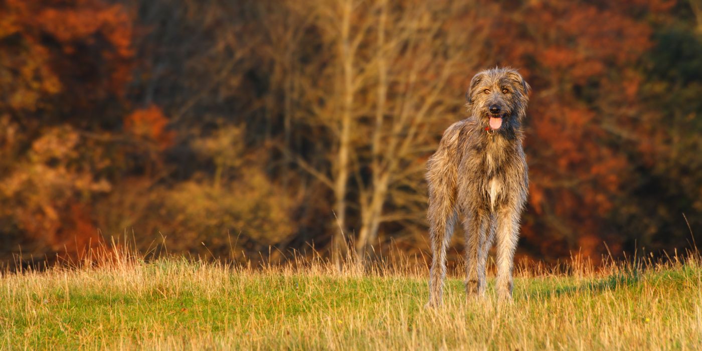 Irischer Wolfshund - Steckbrief, Pflege, Ernährung & Haltung - WaldiBello