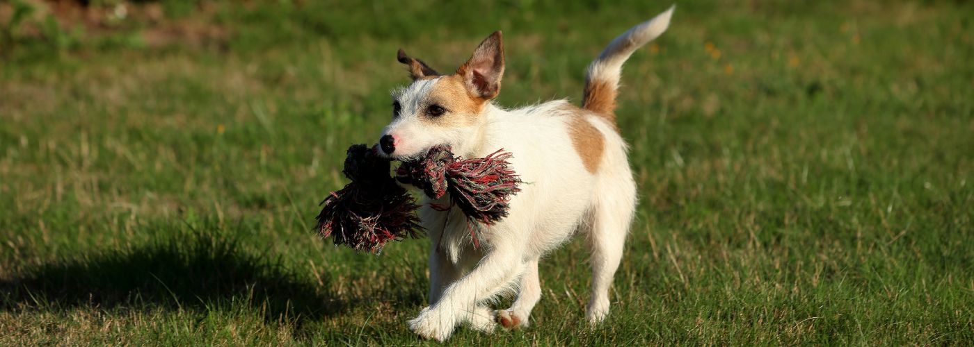 Jack Russel Terrier - Steckbrief, Haltung, Pflege und Herkunft - WaldiBello