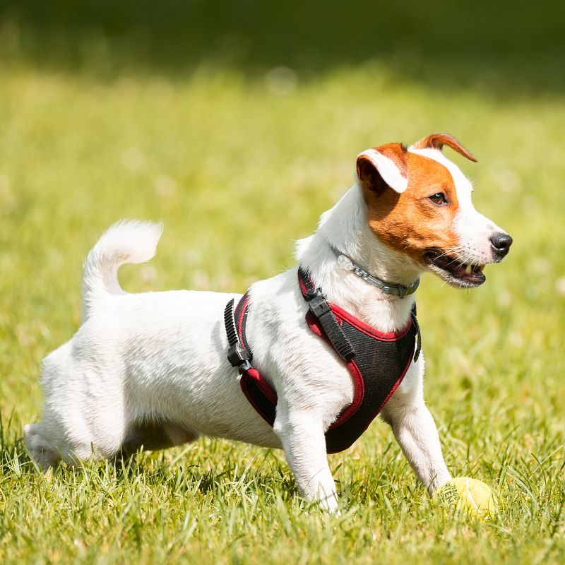 Jack Russel Terrier - Steckbrief, Haltung, Pflege und Herkunft - WaldiBello