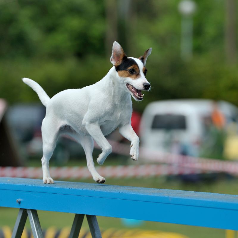 Jack Russel Terrier - Steckbrief, Haltung, Pflege und Herkunft - WaldiBello