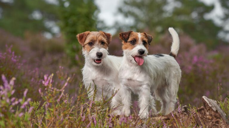 Jack Russel Terrier - Steckbrief, Haltung, Pflege und Herkunft - WaldiBello