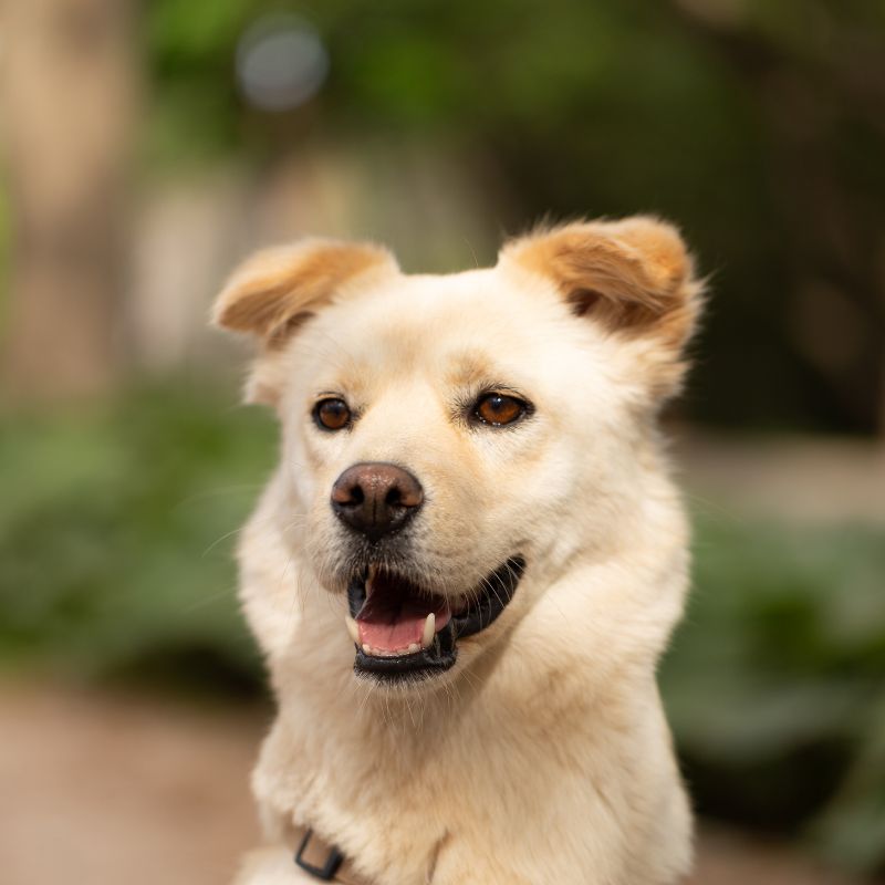 Korea Jindo Dog - Steckbrief, Pflege, Ernährung & Haltung - WaldiBello