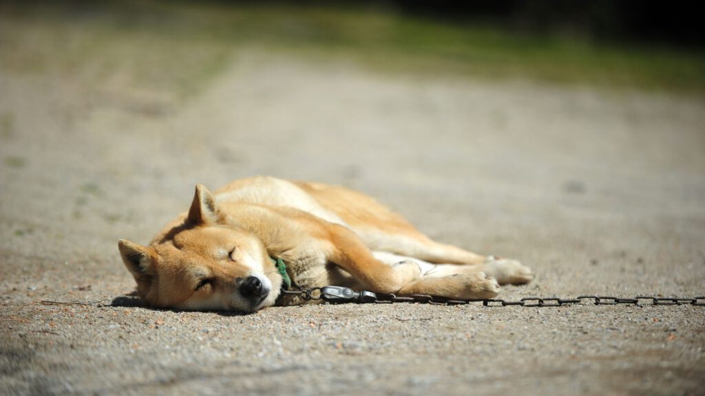 Korea Jindo Dog - Steckbrief, Pflege, Ernährung & Haltung - WaldiBello