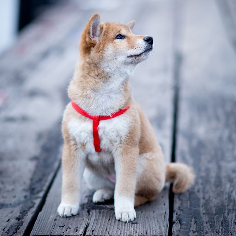 Korea Jindo Dog - Steckbrief, Pflege, Ernährung & Haltung - WaldiBello