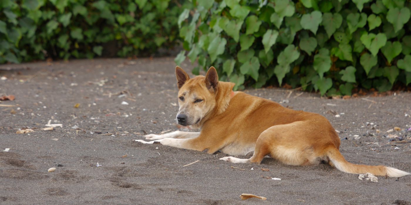 Korea Jindo Dog - Steckbrief, Pflege, Ernährung & Haltung - WaldiBello