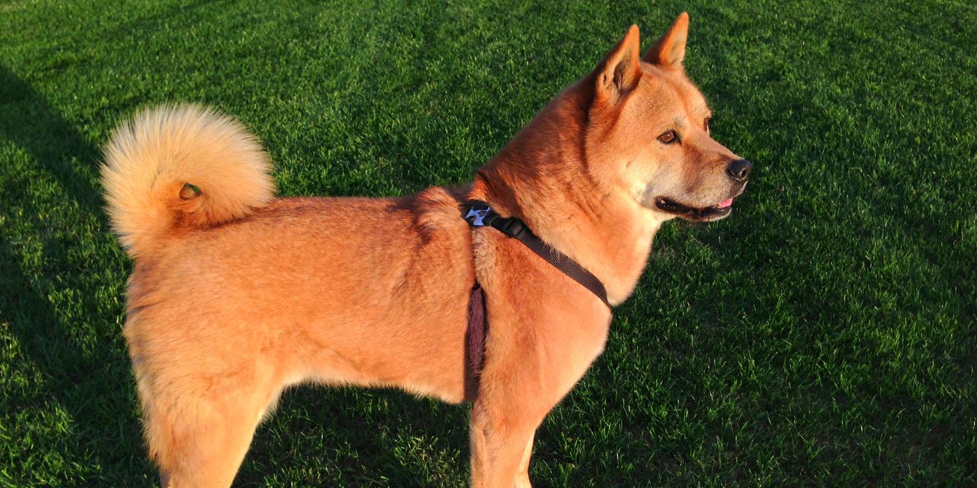 Korea Jindo Dog - Steckbrief, Pflege, Ernährung & Haltung - WaldiBello