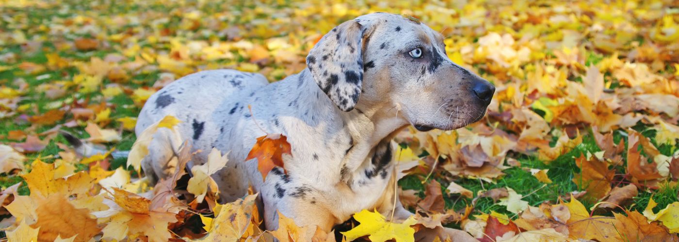 Louisiana Catahoula Leopard Dog - Steckbrief, Pflege & Haltung - WaldiBello