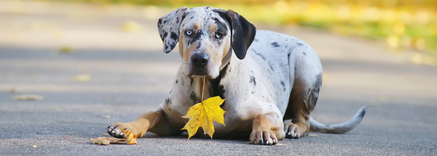 Louisiana Catahoula Leopard Dog - Steckbrief, Pflege & Haltung - WaldiBello