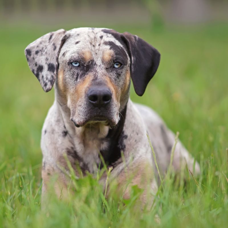 Louisiana Catahoula Leopard Dog - Steckbrief, Pflege & Haltung - WaldiBello