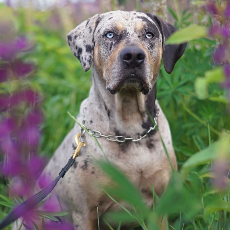 Louisiana Catahoula Leopard Dog - Steckbrief, Pflege & Haltung - WaldiBello