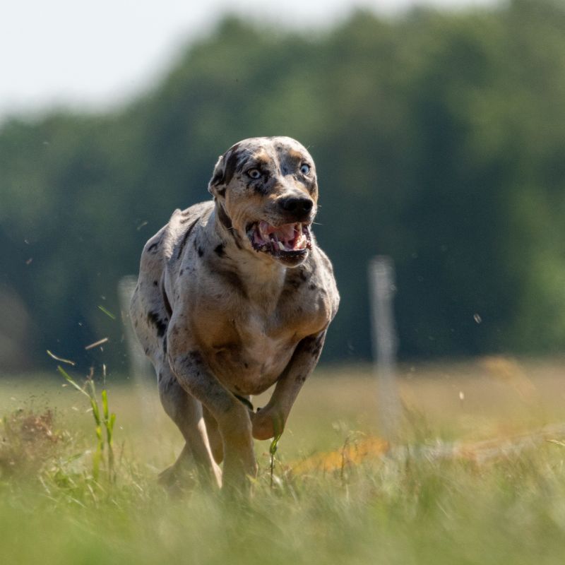 Louisiana Catahoula Leopard Dog - Steckbrief, Pflege & Haltung - WaldiBello