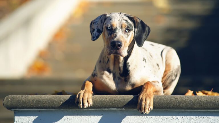 Louisiana Catahoula Leopard Dog - Steckbrief, Pflege & Haltung - WaldiBello