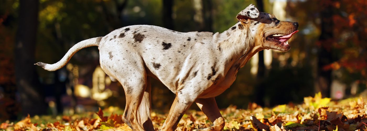 Louisiana Catahoula Leopard Dog - Steckbrief, Pflege & Haltung - WaldiBello