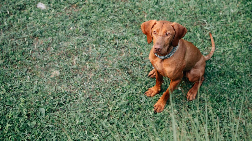 Magyar Vizsla - Steckbrief, Pflege, Ernährung & Haltung - WaldiBello