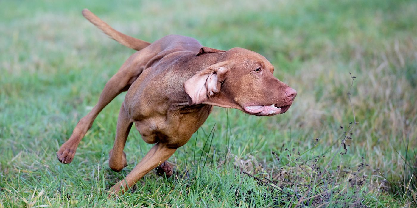 Magyar Vizsla - Steckbrief, Pflege, Ernährung & Haltung - WaldiBello