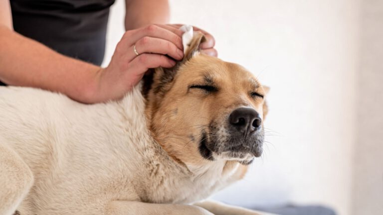 Ohrenpflege bei Hunden - Tipps und Tricks - WaldiBello