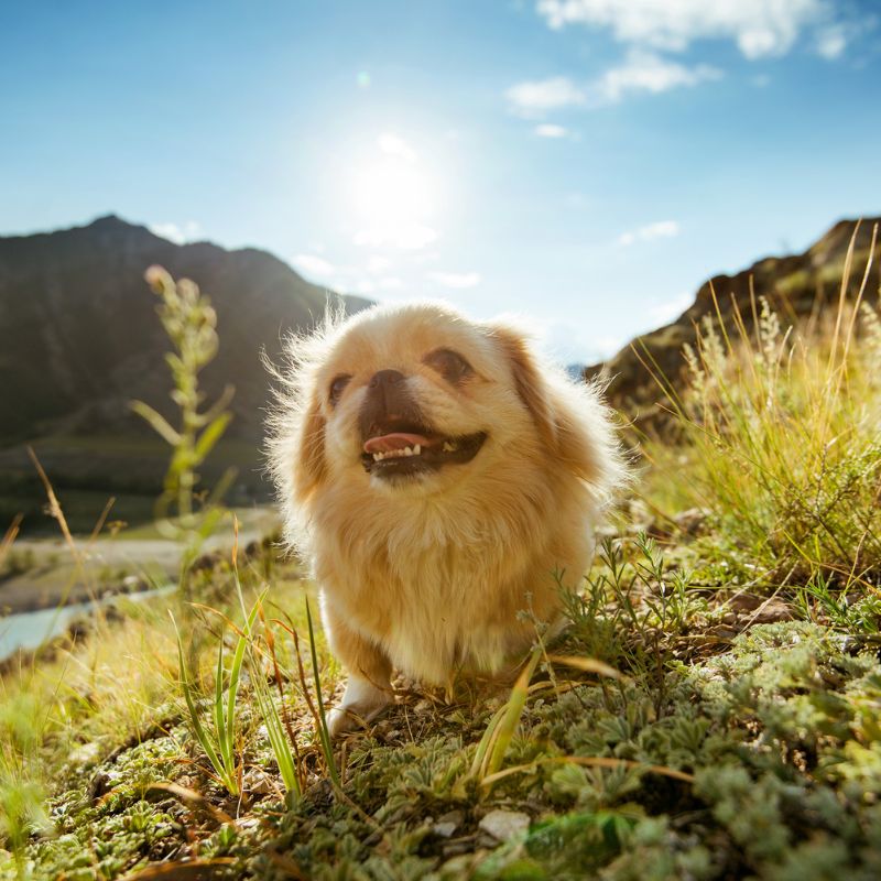 Pekingese - Steckbrief, Pflege, Ernährung & Haltung - WaldiBello