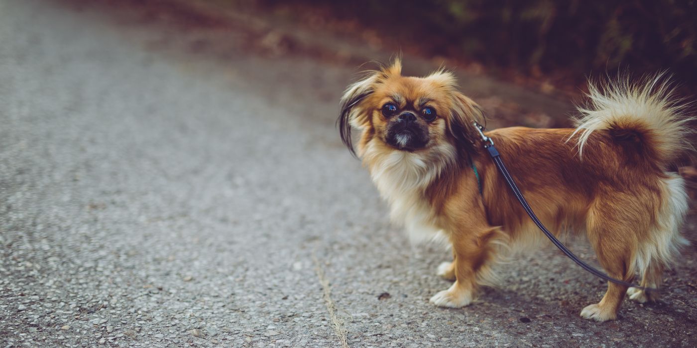 Pekingese - Steckbrief, Pflege, Ernährung & Haltung - WaldiBello