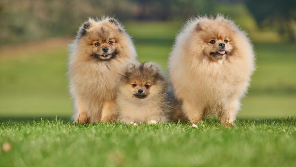 Pomeranian Zwergspitz - Steckbrief und Pflege - WaldiBello