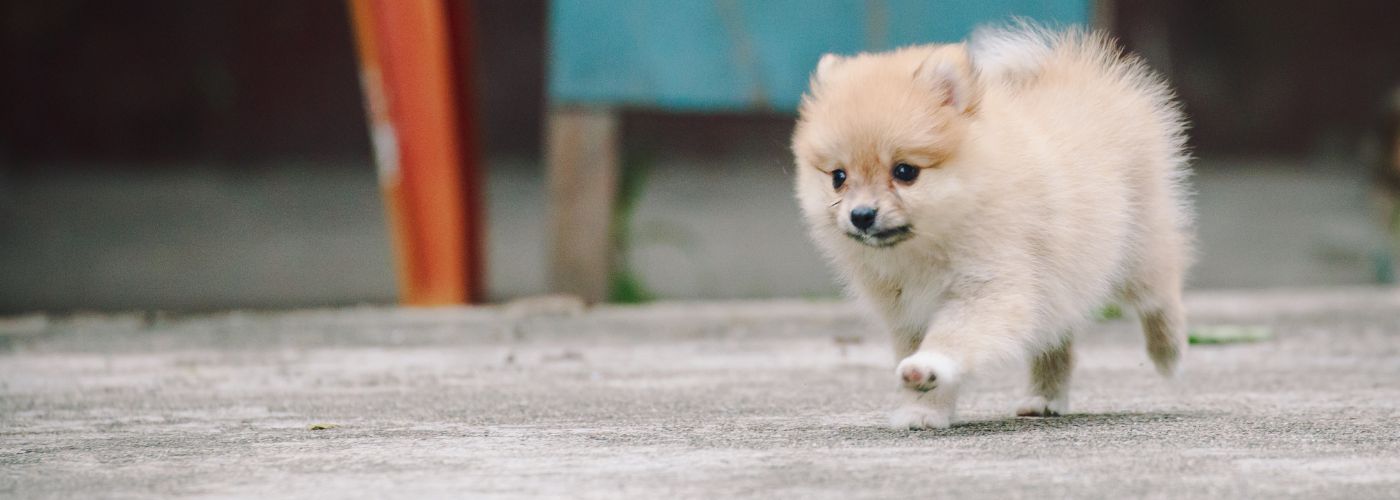 Pomeranian Zwergspitz - Steckbrief und Pflege - WaldiBello