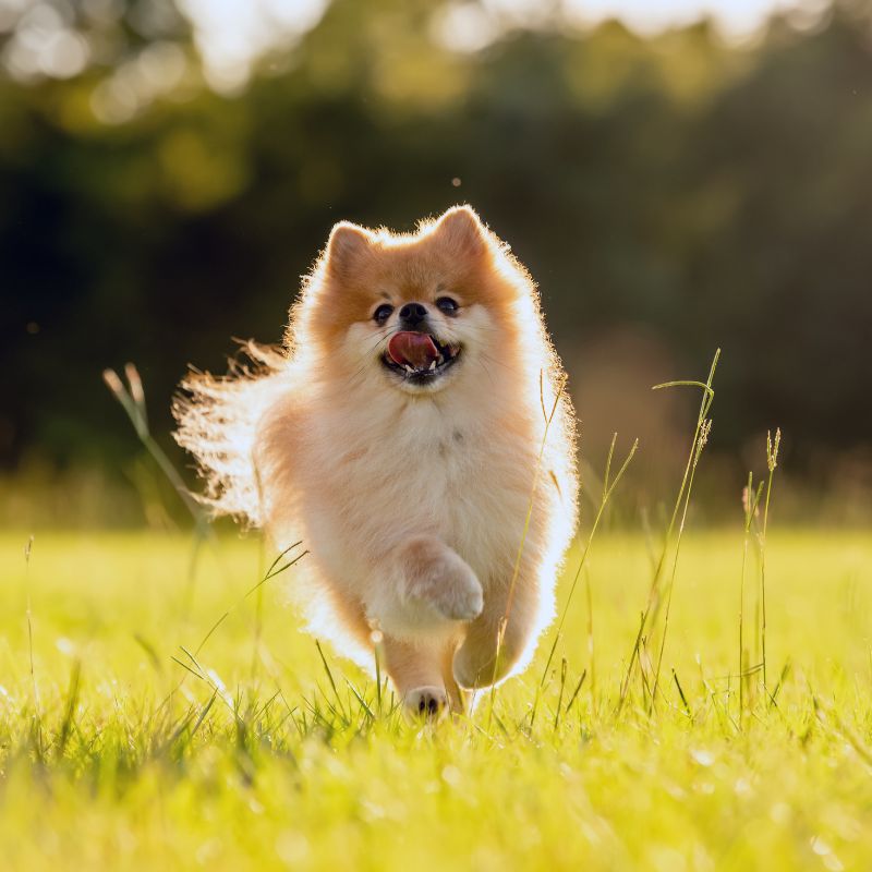 Pomeranian Zwergspitz - Steckbrief und Pflege - WaldiBello