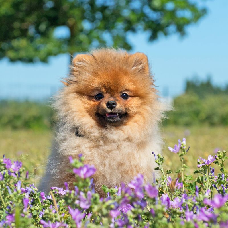 Pomeranian Zwergspitz - Steckbrief und Pflege - WaldiBello