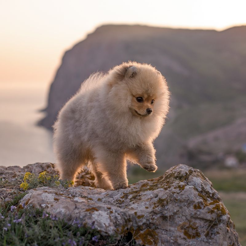 Pomeranian Zwergspitz - Steckbrief und Pflege - WaldiBello