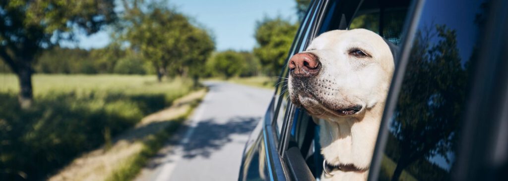 Reisen mit dem Hund - WaldiBello - Tipps