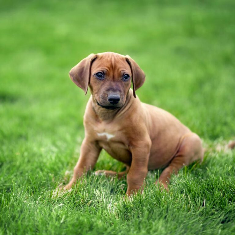 Rhodesian Ridgeback Steckbrief, Pflege und Ernährung