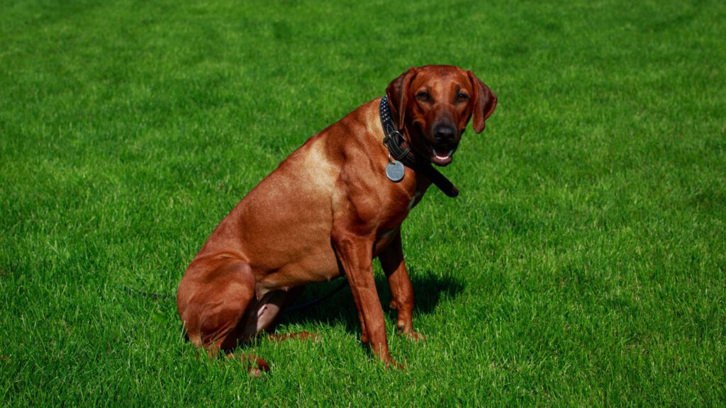 Rhodesian Ridgeback - Steckbrief und Pflege - WaldiBello