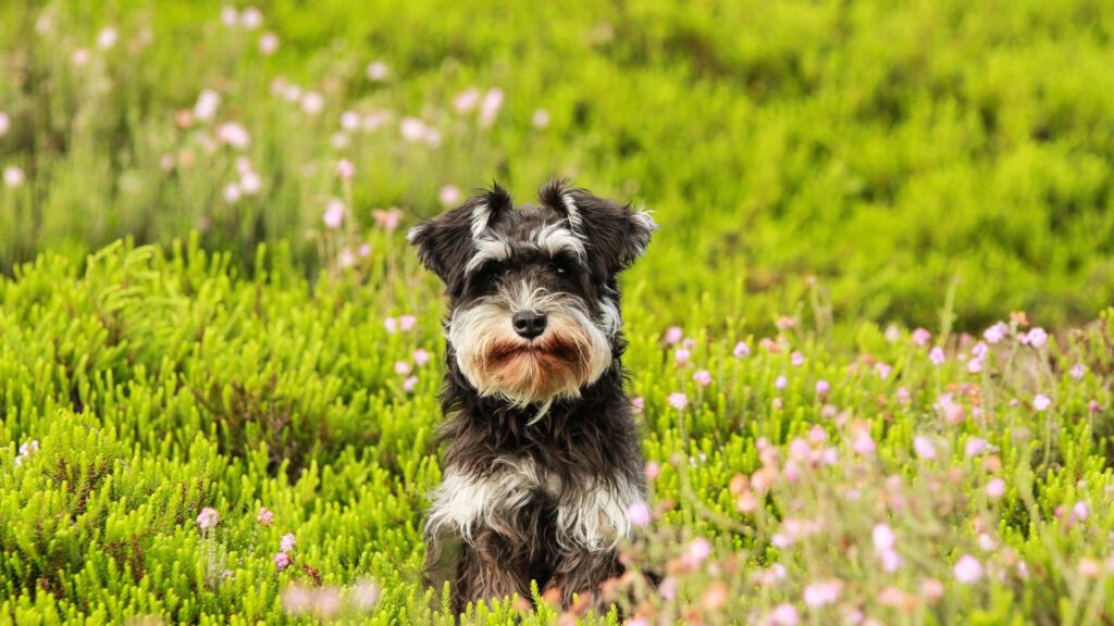 Schnauzer - Steckbrief und Pflege - WaldiBello