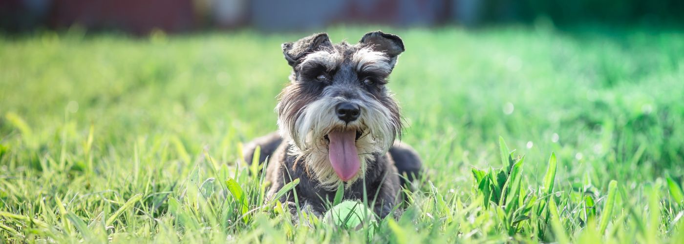 Schnauzer - Steckbrief und Pflege - WaldiBello