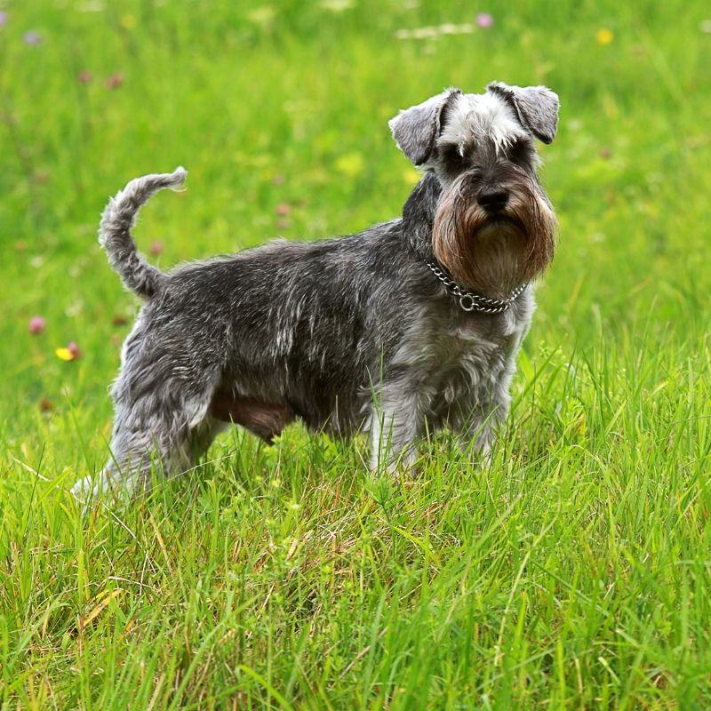 Schnauzer - Steckbrief und Pflege - WaldiBello