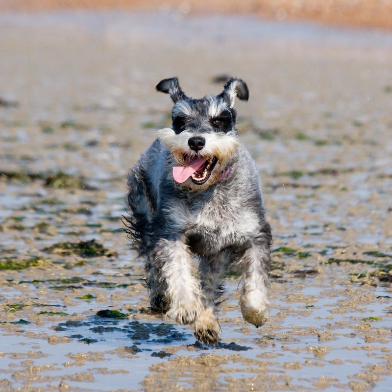 Schnauzer - Steckbrief und Pflege - WaldiBello