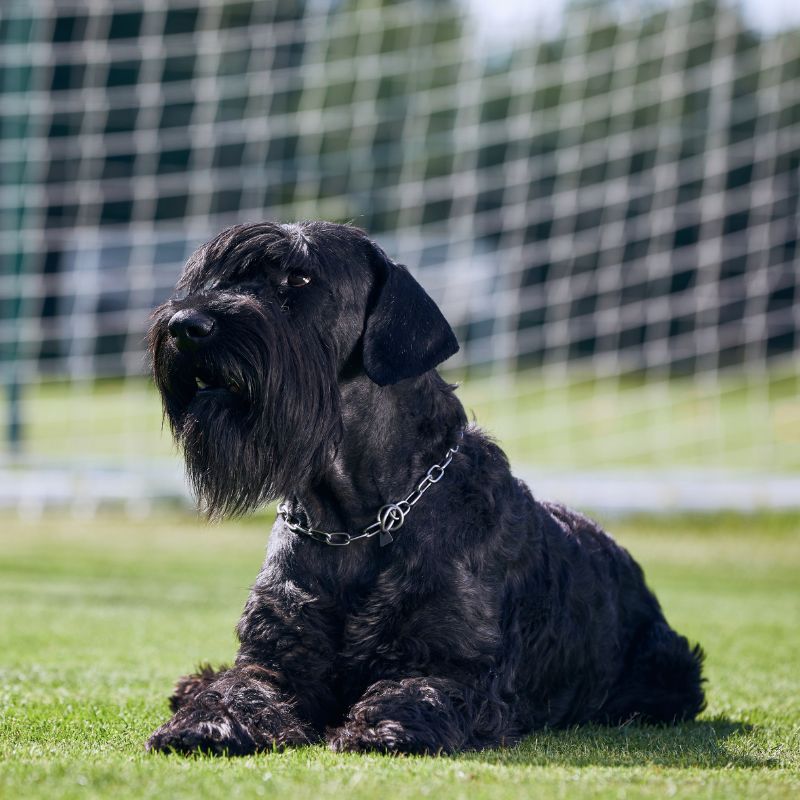 Schnauzer - Steckbrief und Pflege - WaldiBello