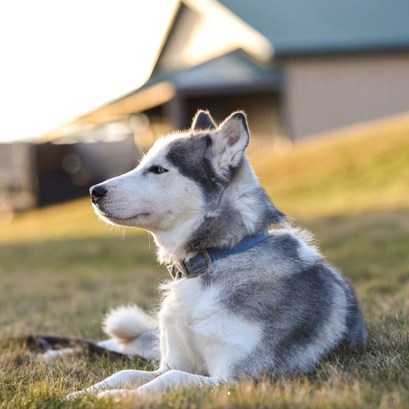 Siberian Husky - Steckbrief und Pflege - WaldiBello