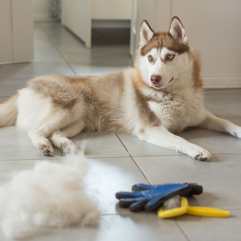 Siberian Husky - Steckbrief und Pflege - WaldiBello