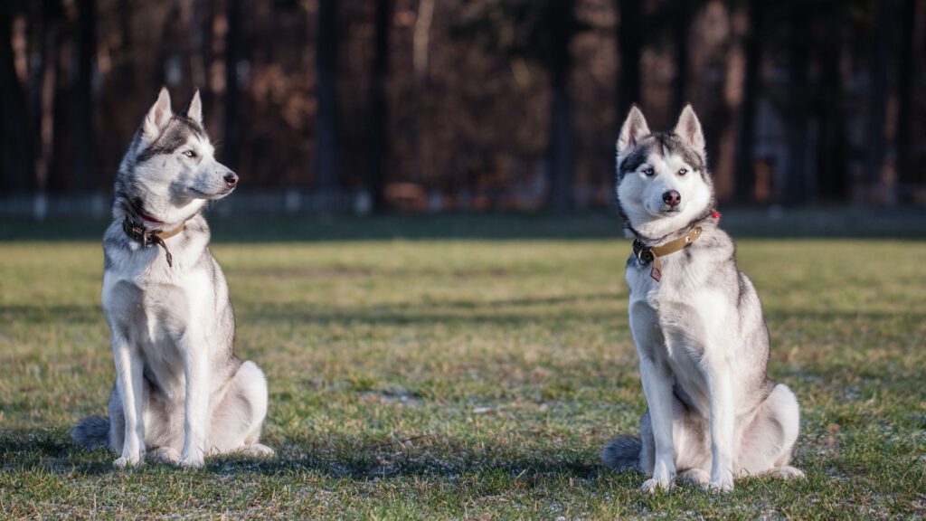 Siberian Husky - Steckbrief und Pflege - WaldiBello