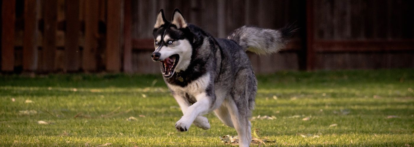 Siberian Husky - Steckbrief und Pflege - WaldiBello