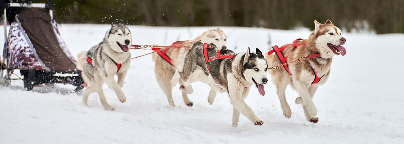 Siberian Husky - Steckbrief und Pflege - WaldiBello