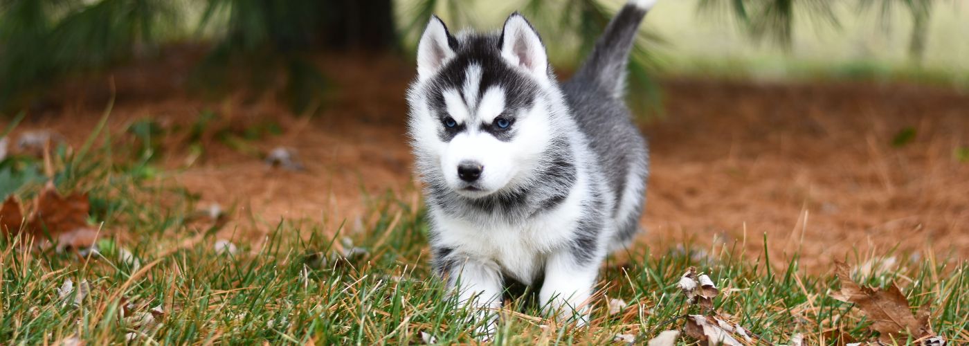 Siberian Husky - Steckbrief und Pflege - WaldiBello