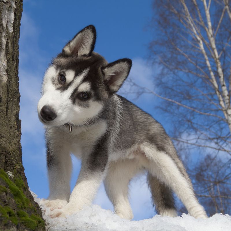 Siberian Husky - Steckbrief und Pflege - WaldiBello