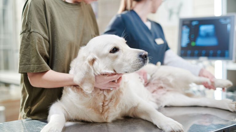 Tipps für einen stressfreien Tierarztbesuch mit dem Hund - WaldiBello